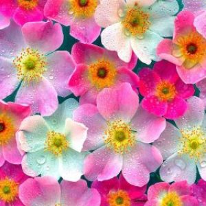 Profile photo of Luna Obeidat